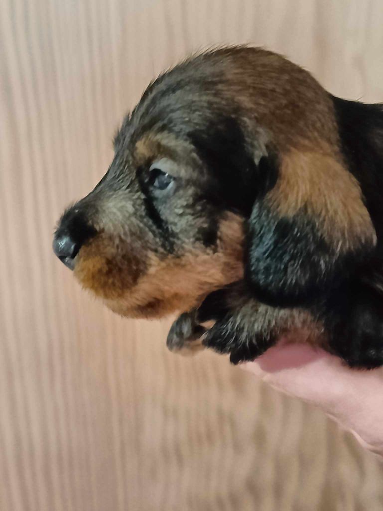 de l'air salin - Teckel poil dur - Portée née le 09/02/2024