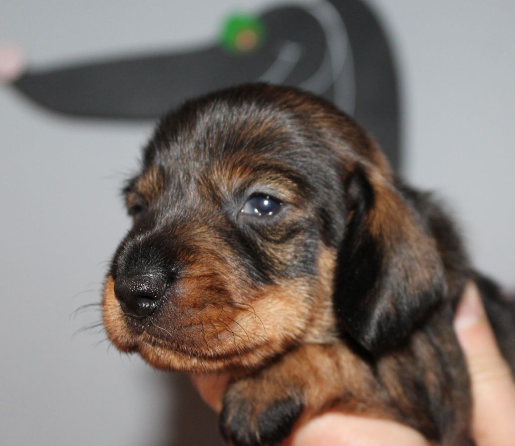 de l'air salin - Teckel poil dur - Portée née le 30/11/2020