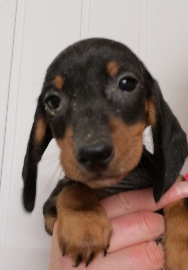 de l'air salin - Teckel poil ras - Portée née le 07/11/2021