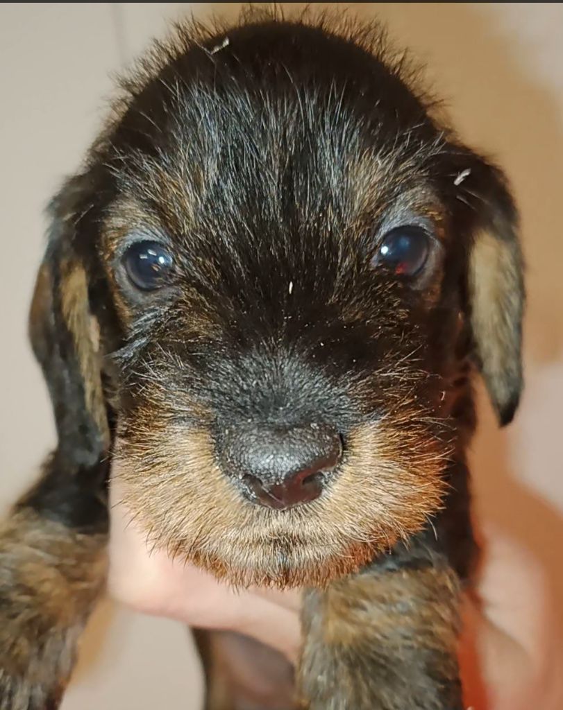 de l'air salin - Teckel poil dur - Portée née le 16/12/2023