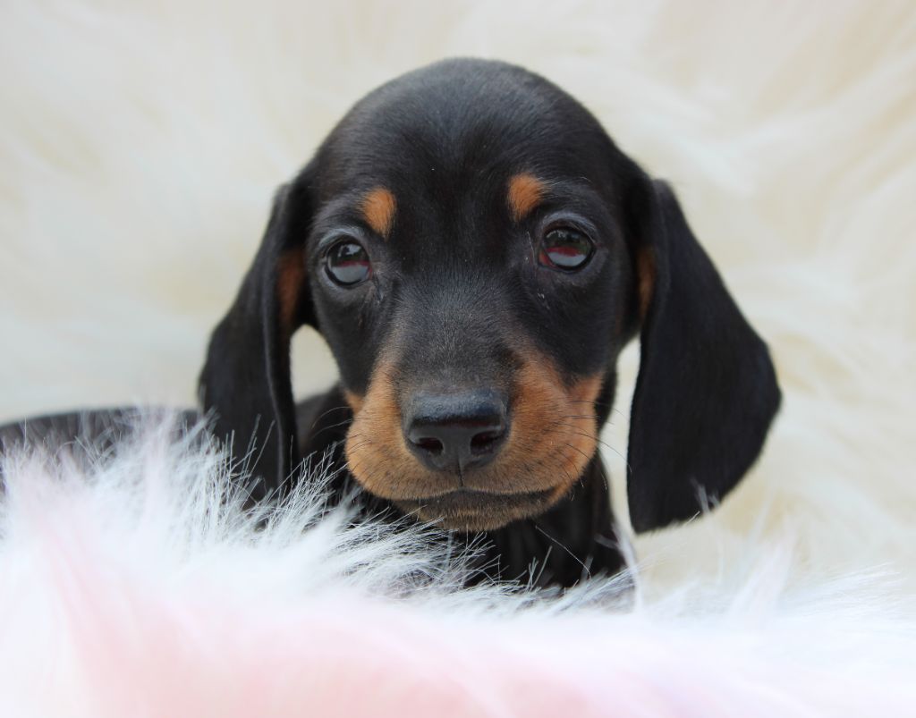 de l'air salin - Teckel poil ras - Portée née le 05/06/2024