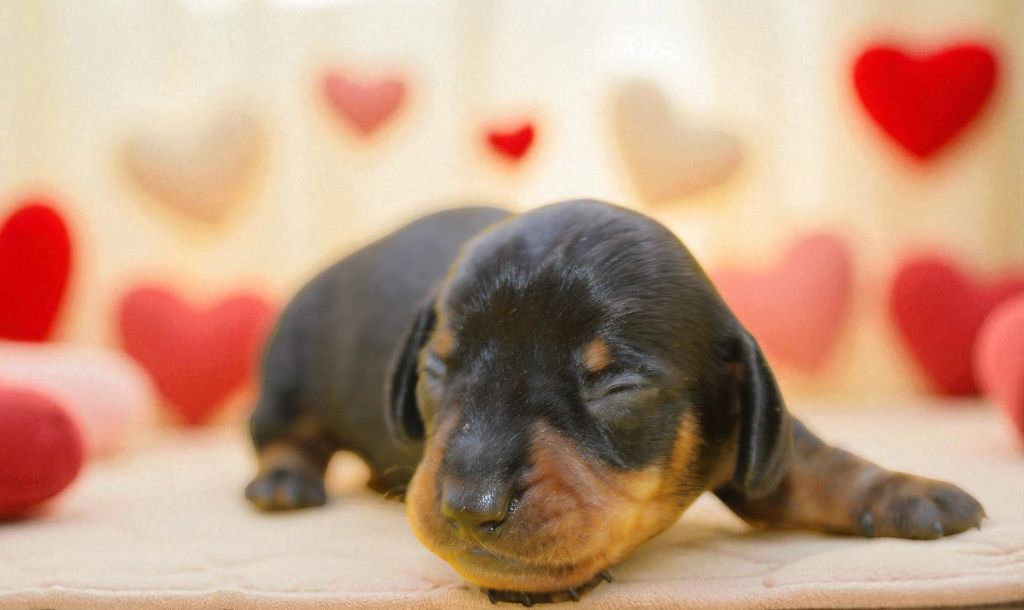 de l'air salin - Chiots disponibles - Teckel poil ras