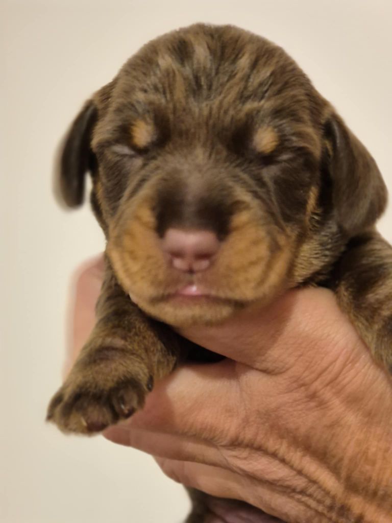 de l'air salin - Chiots disponibles - Teckel poil dur