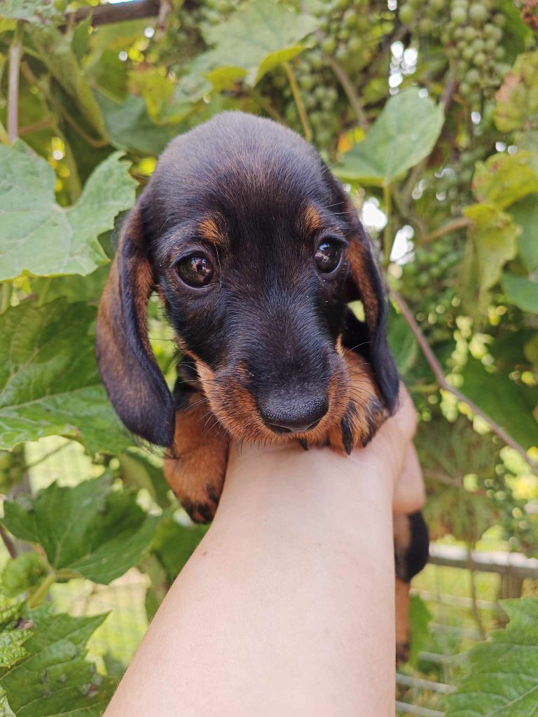 de l'air salin - Teckel poil dur - Portée née le 22/05/2023