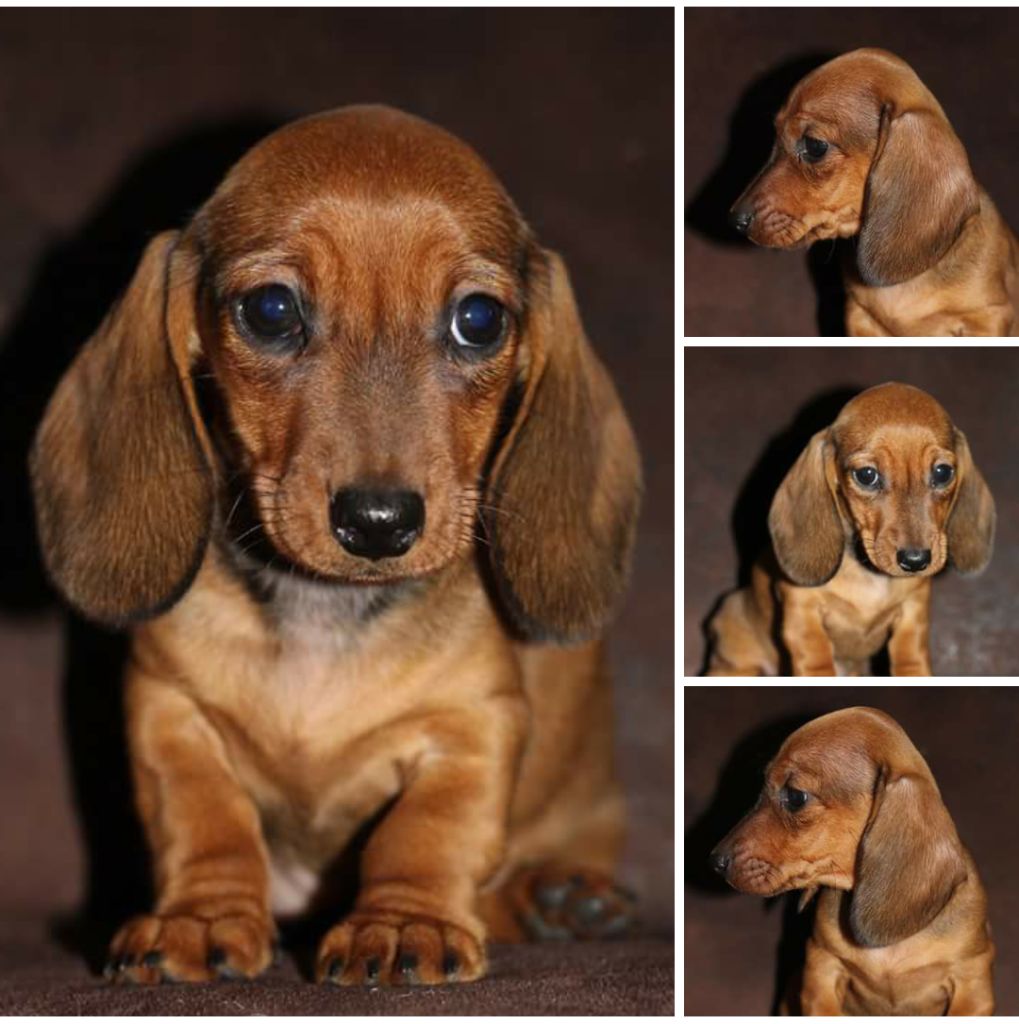 de l'air salin - Teckel poil ras - Portée née le 20/03/2018