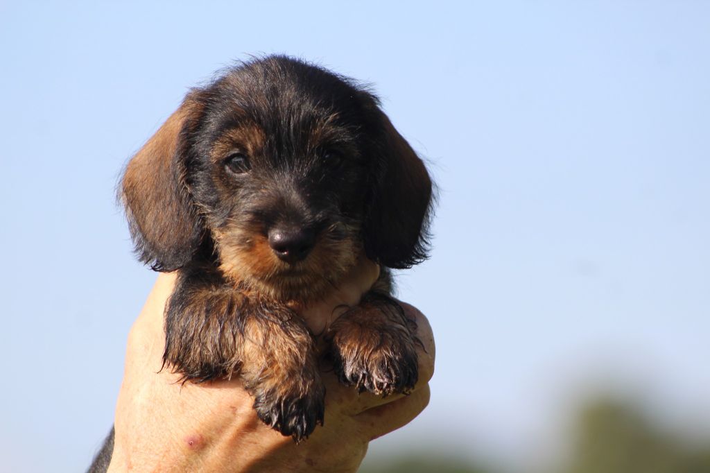 de l'air salin - Teckel poil dur - Portée née le 26/07/2022