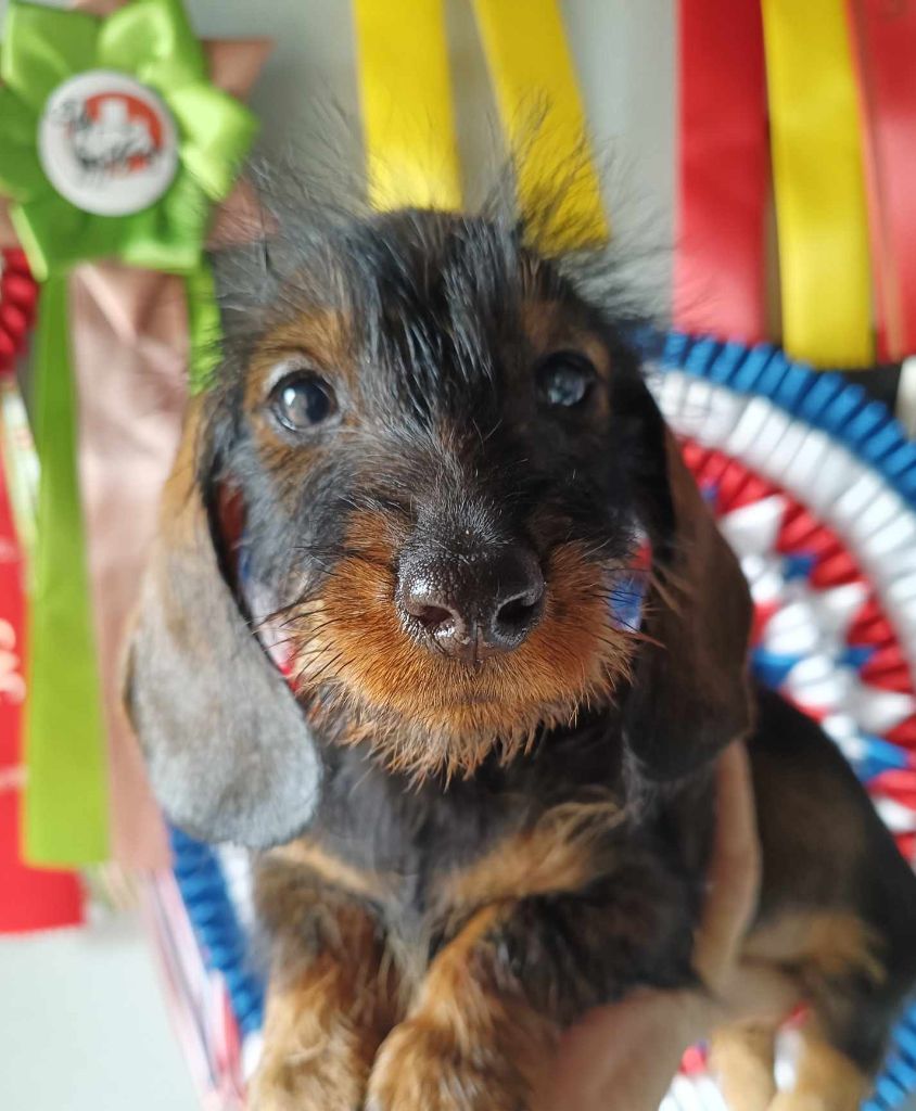 de l'air salin - Teckel poil dur - Portée née le 23/07/2023