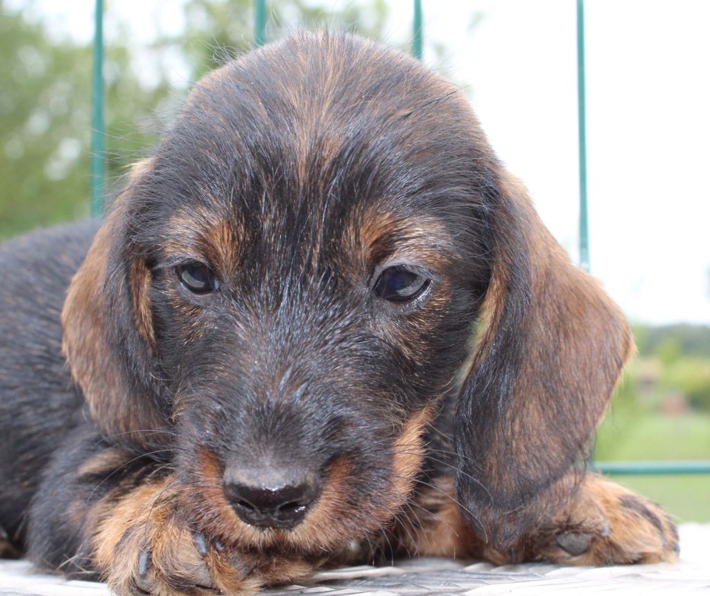 de l'air salin - Teckel poil dur - Portée née le 26/06/2018