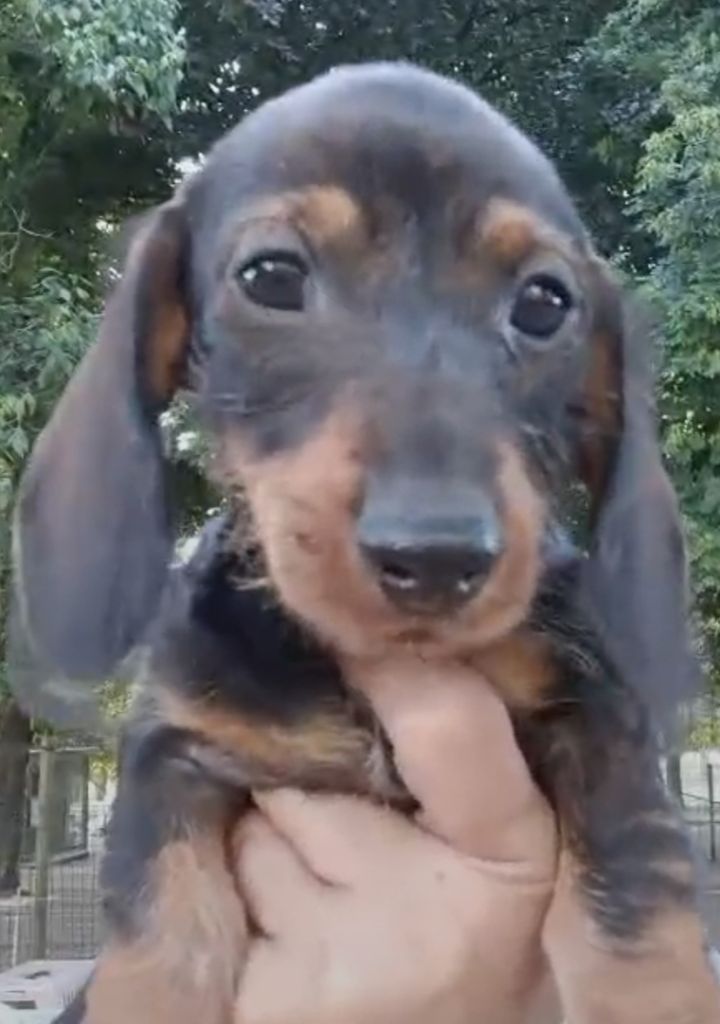 de l'air salin - Chiots disponibles - Teckel poil dur