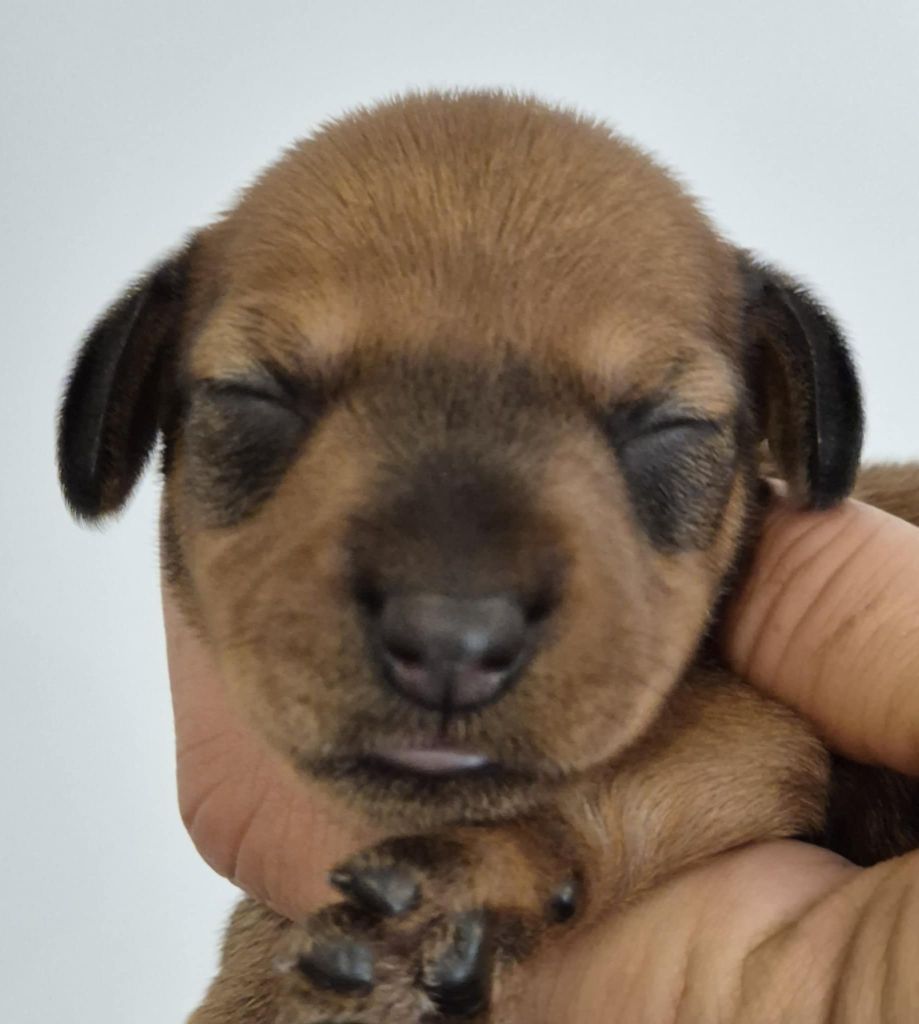 de l'air salin - Chiots disponibles - Teckel poil dur