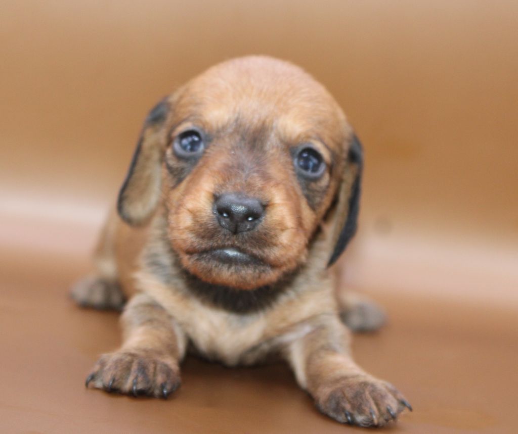 de l'air salin - Chiots disponibles - Teckel poil dur