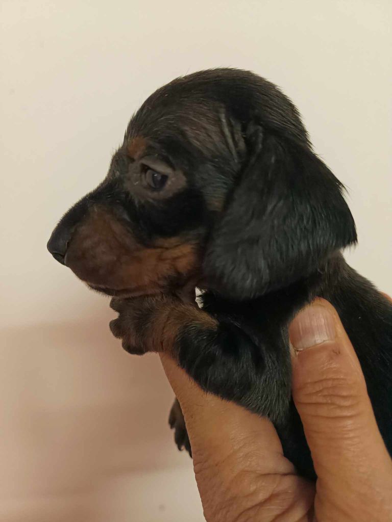 de l'air salin - Teckel poil ras - Portée née le 18/10/2023