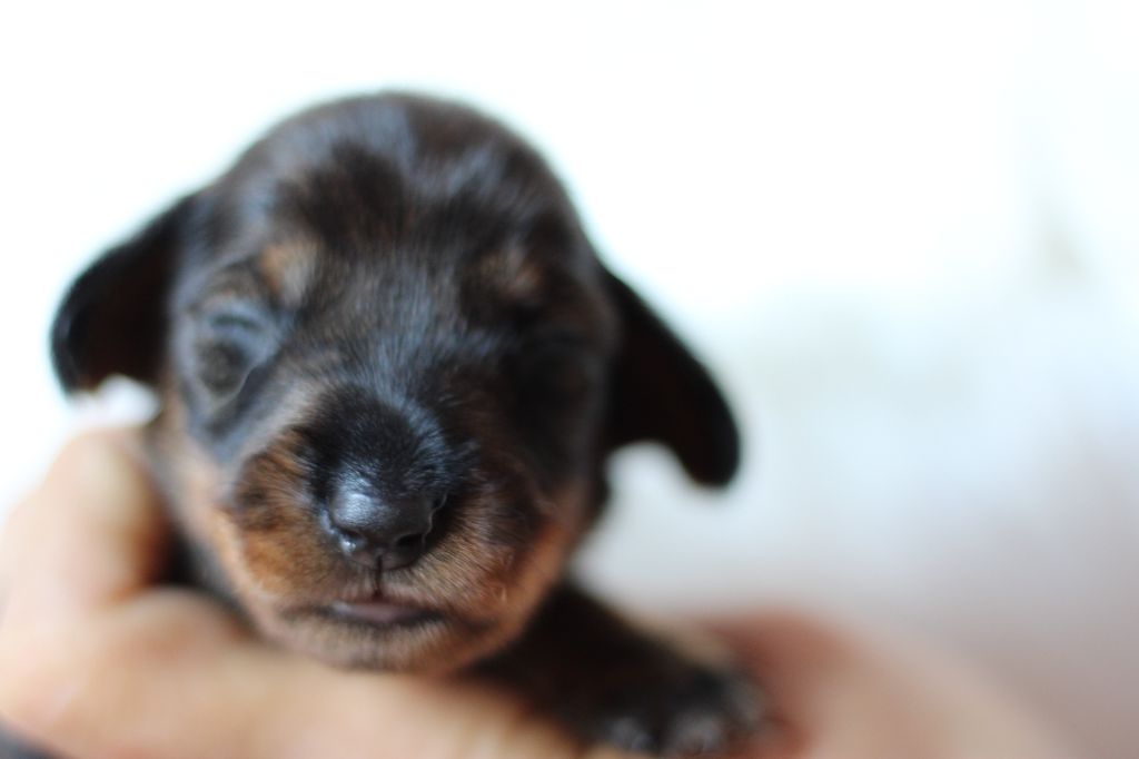 de l'air salin - Teckel poil dur - Portée née le 01/06/2023