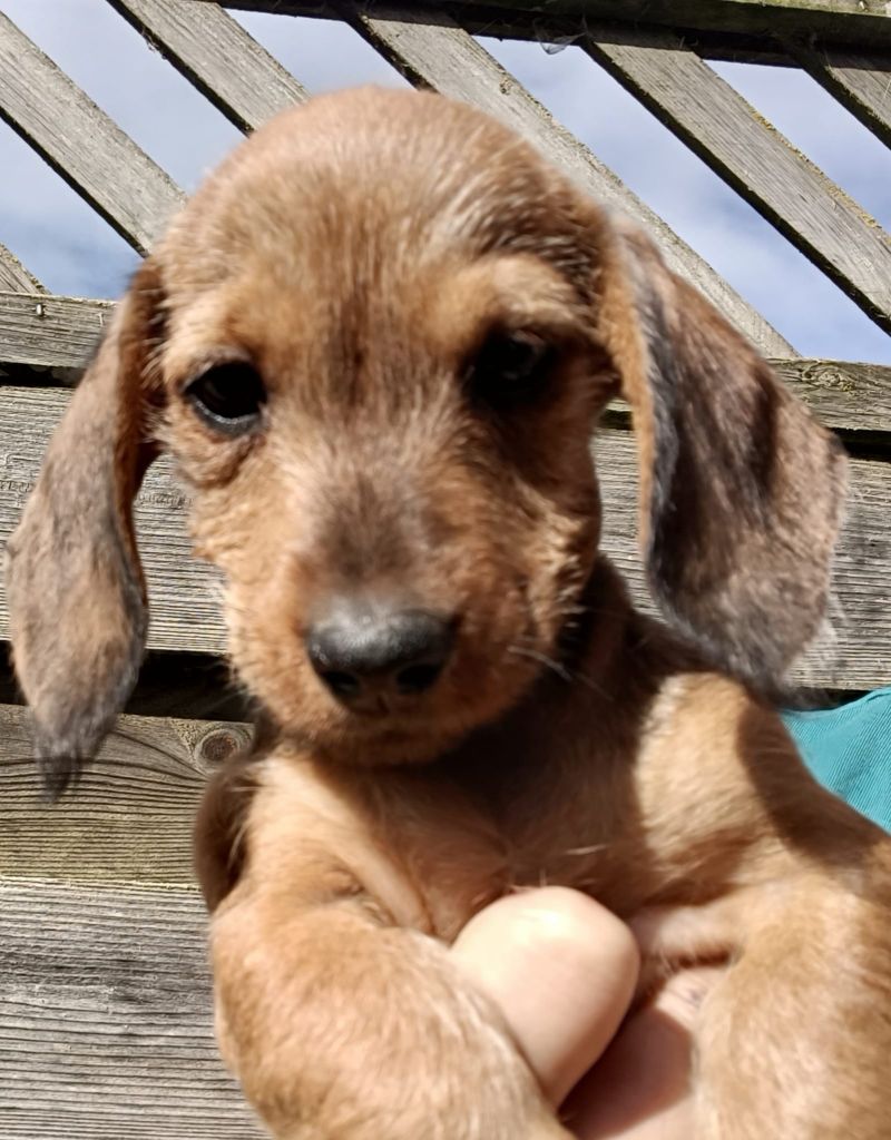 de l'air salin - Teckel poil dur - Portée née le 16/07/2023