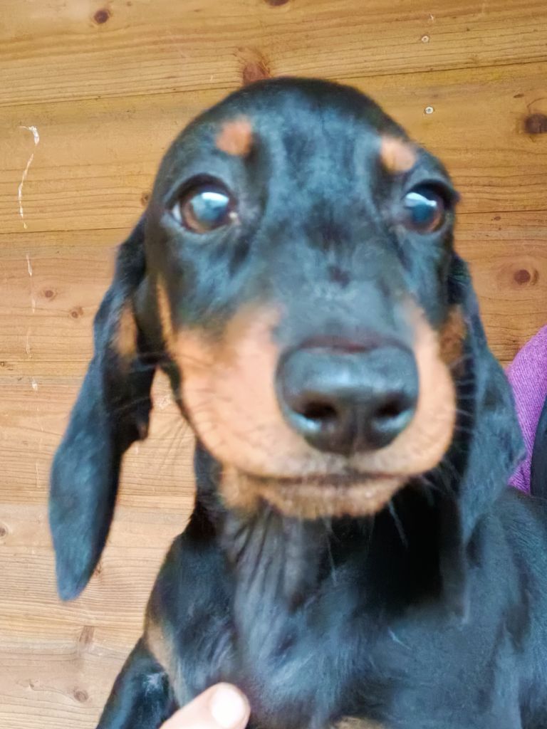 de l'air salin - Teckel poil ras - Portée née le 07/08/2024