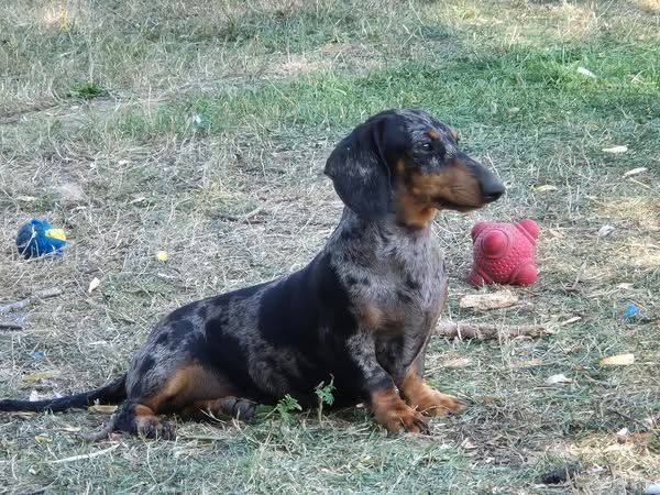 de l'air salin - Chiots disponibles - Teckel poil ras