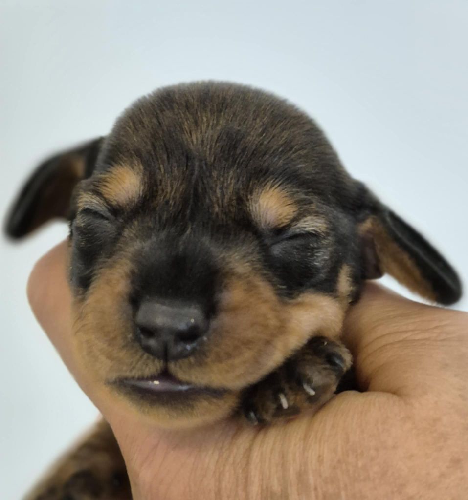 de l'air salin - Chiots disponibles - Teckel poil dur