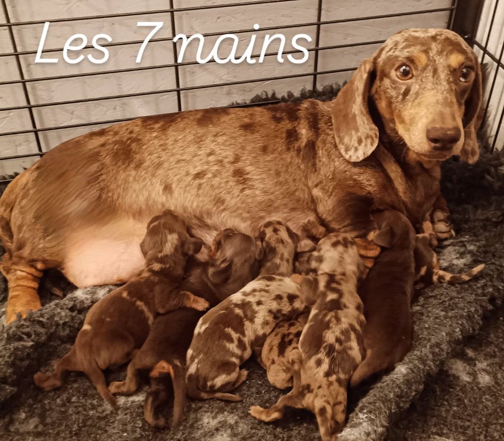 de l'air salin - Chiots disponibles - Teckel poil ras