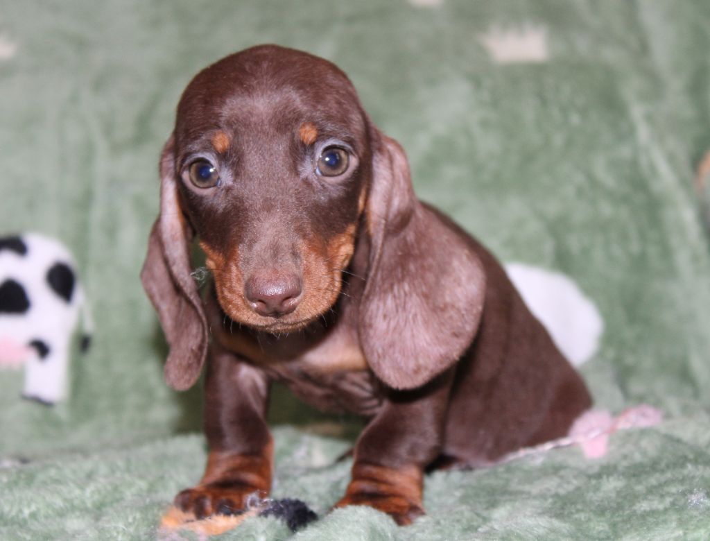 de l'air salin - Teckel poil ras - Portée née le 27/10/2024