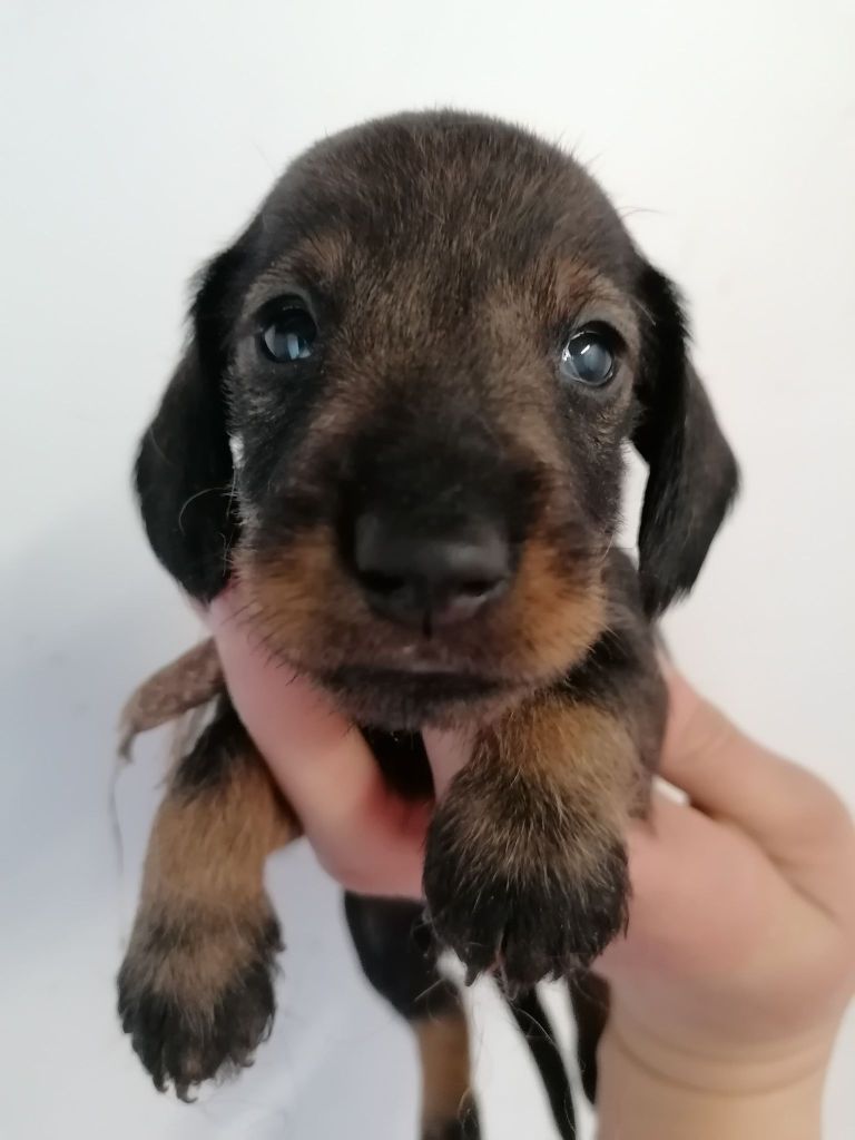 de l'air salin - Teckel poil dur - Portée née le 28/01/2022