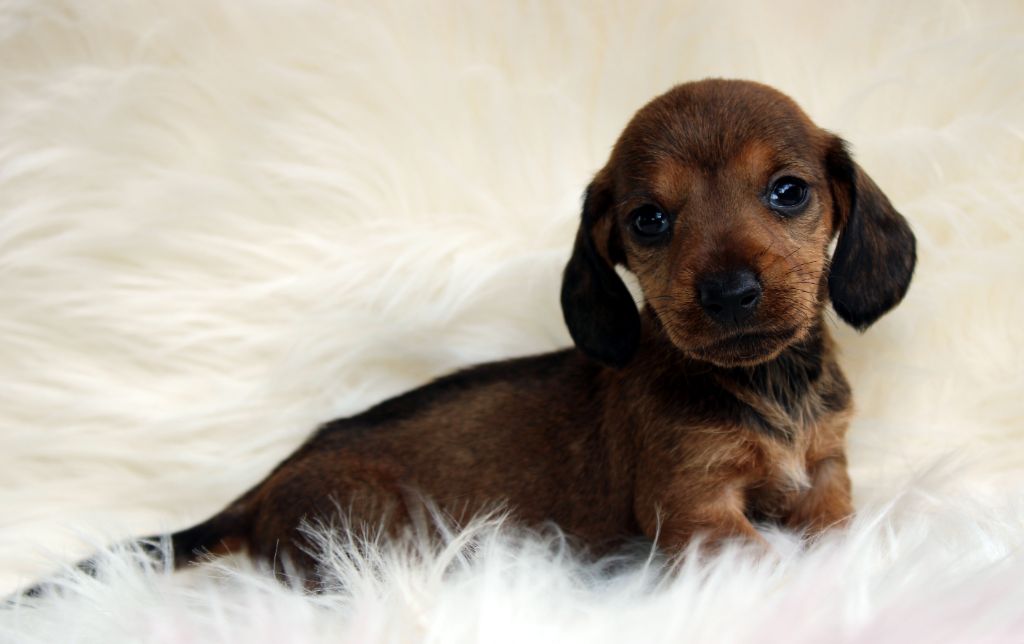 de l'air salin - Teckel poil dur - Portée née le 13/06/2024