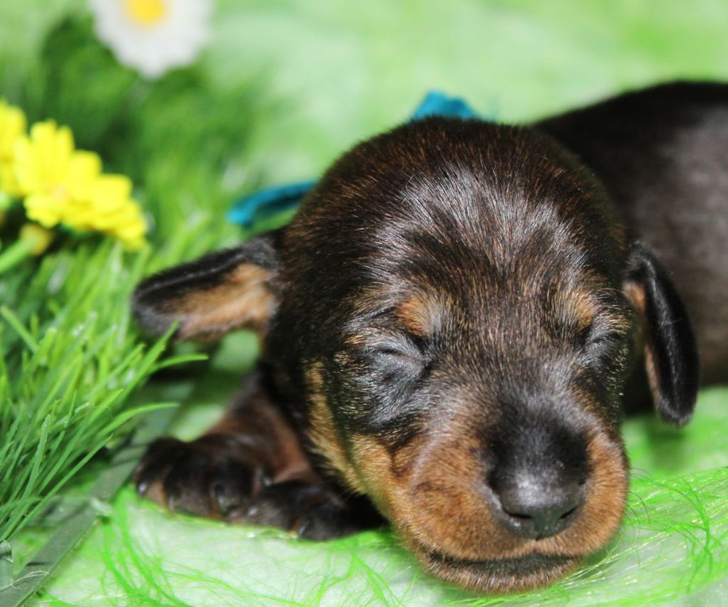 de l'air salin - Teckel poil dur - Portée née le 16/03/2024
