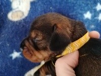 Taille nain - Sanglier