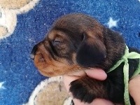 Taille nain - Sanglier