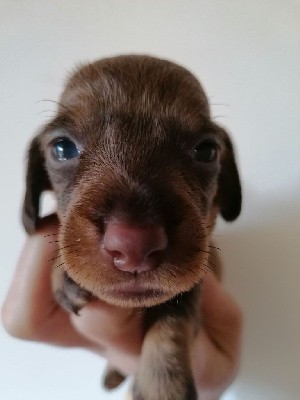 Chocolat et feu - Nain