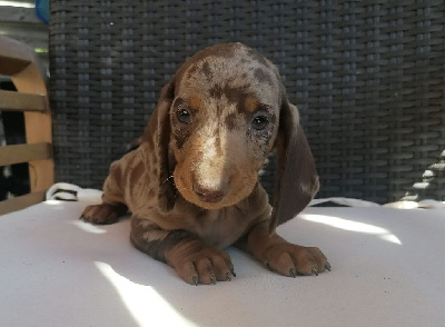 Taille Standard - Arlequin chocolat