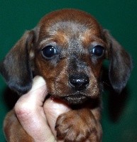 Petite Angèle Angela