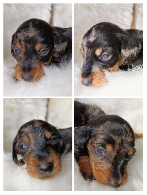 Taille Nain - Arlequin noir