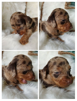 Taille nain - Arlequin Chocolat