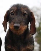 Renée
