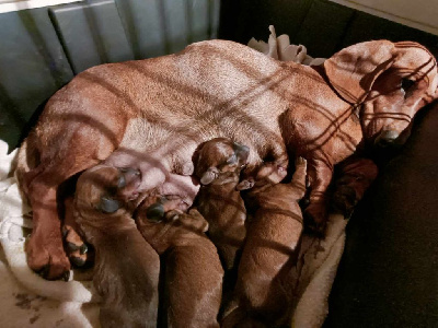 Fauve - Taille naine