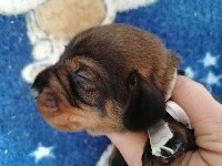 Taille nain - Sanglier