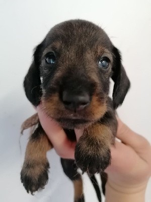 Sanglier - Petit nain ou kaninchen