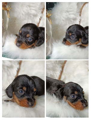 Taille nain - Noir et feu