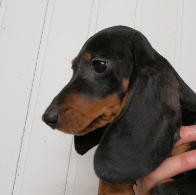 Noir et Feu - Taille Standard