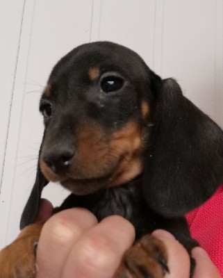 Noir et feu - Taille Standard