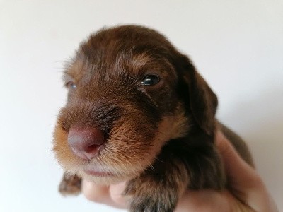 Chocolat et feu - Taille naine