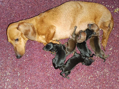 Taille kaninchen/petite naine