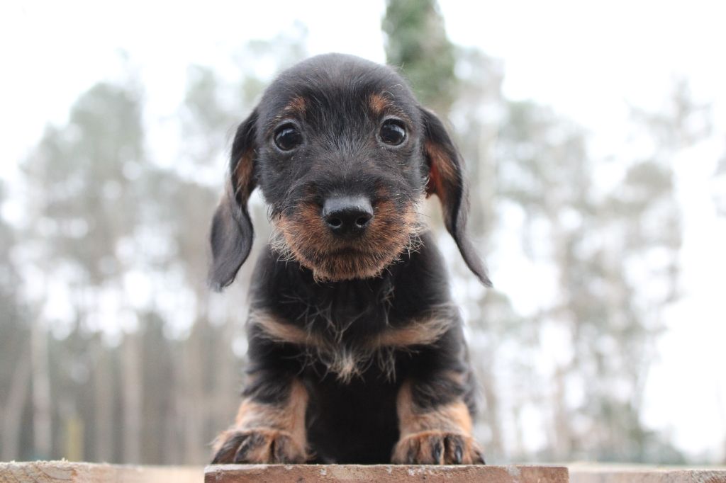 de l'air salin - Teckel poil dur - Portée née le 21/11/2024