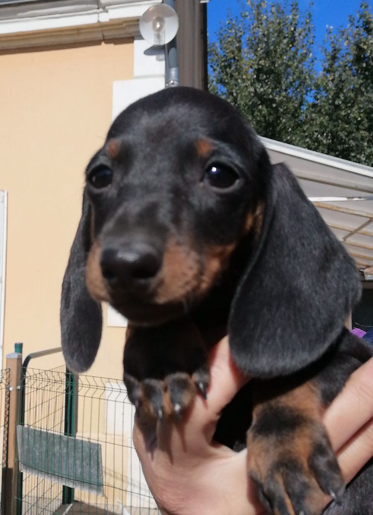 de l'air salin - Teckel poil ras - Portée née le 15/08/2021