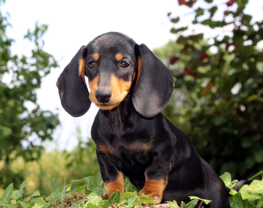 de l'air salin - Teckel poil ras - Portée née le 26/04/2019