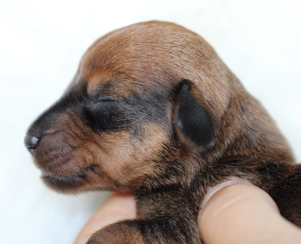 de l'air salin - Teckel poil dur - Portée née le 07/06/2023