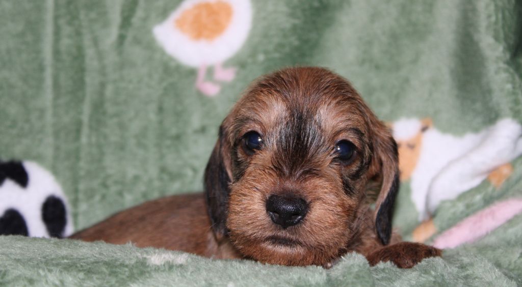de l'air salin - Teckel poil dur - Portée née le 25/11/2024
