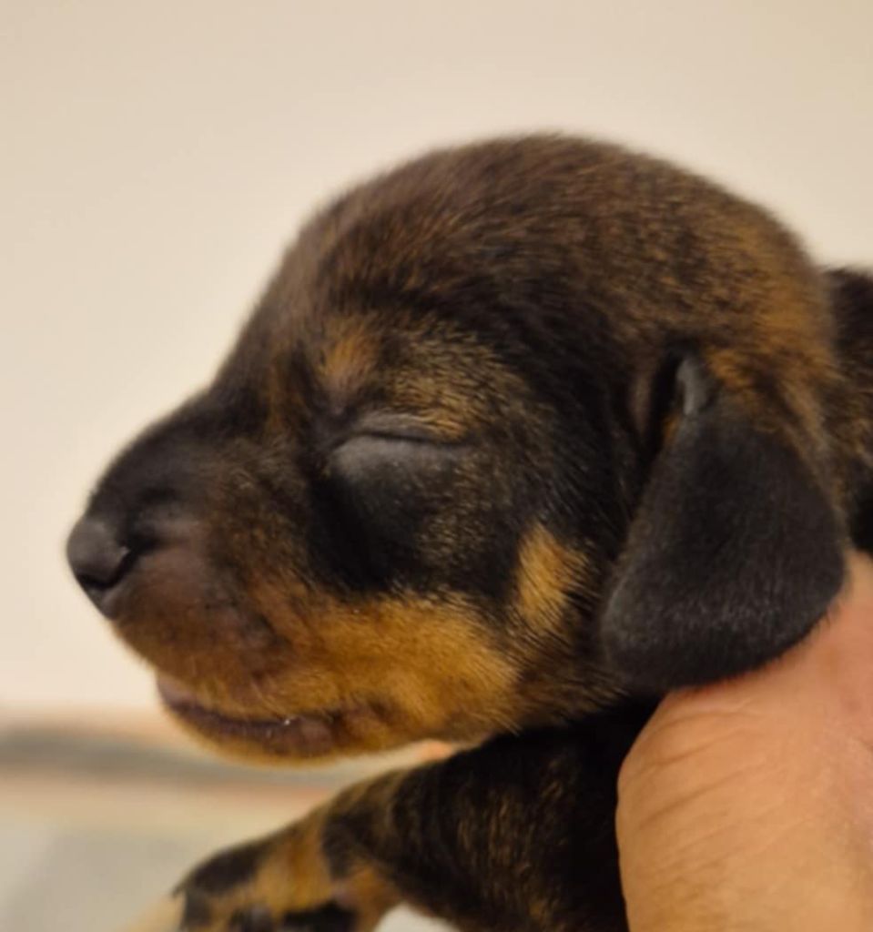 de l'air salin - Chiots disponibles - Teckel poil dur