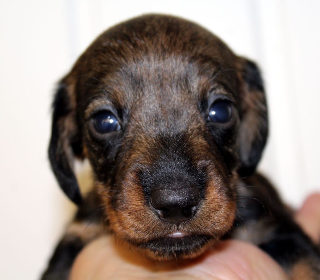 de l'air salin - Teckel poil dur - Portée née le 10/04/2020