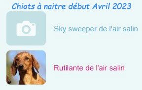 de l'air salin - Teckel poil ras - Portée née le 24/12/2022